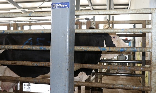 Kurban kesim başvuruları 3 Haziran’da başlıyor