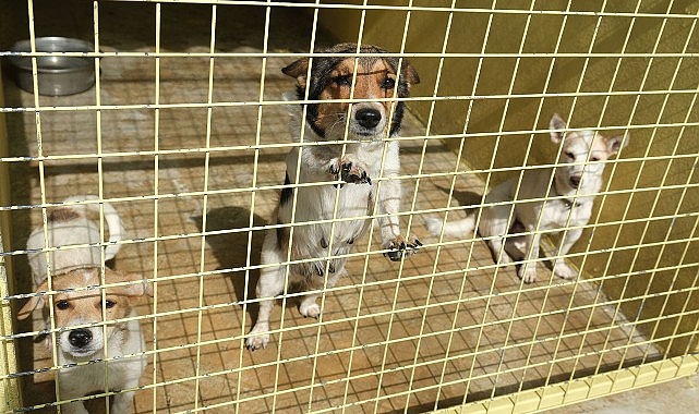 Kemer Belediyesi’nden can dostlara yardım eli