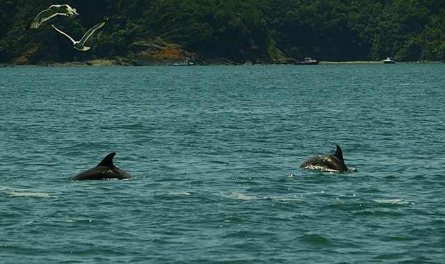 İstanbul Boğazı yunus gözlem etkinlikleri başlıyor